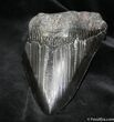 Massive Inch Megalodon Tooth #1028-1